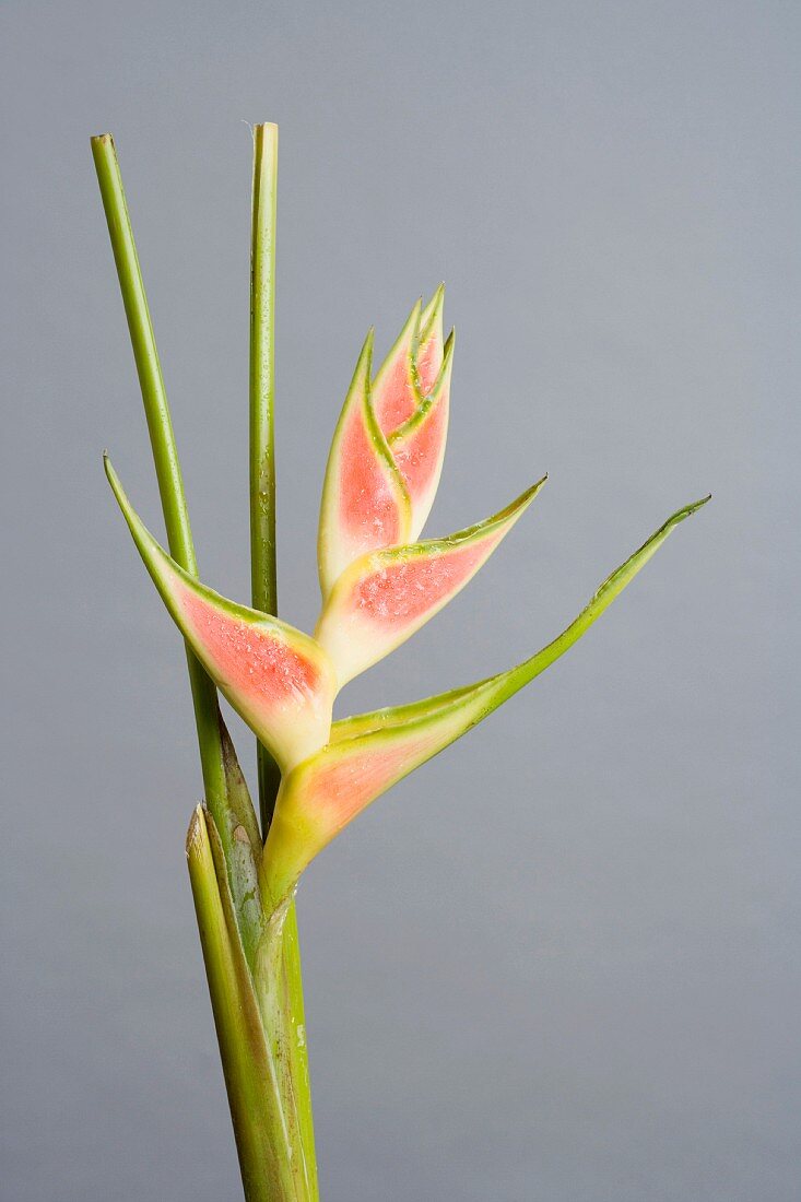 Heliconia vor grauem Hintergrund