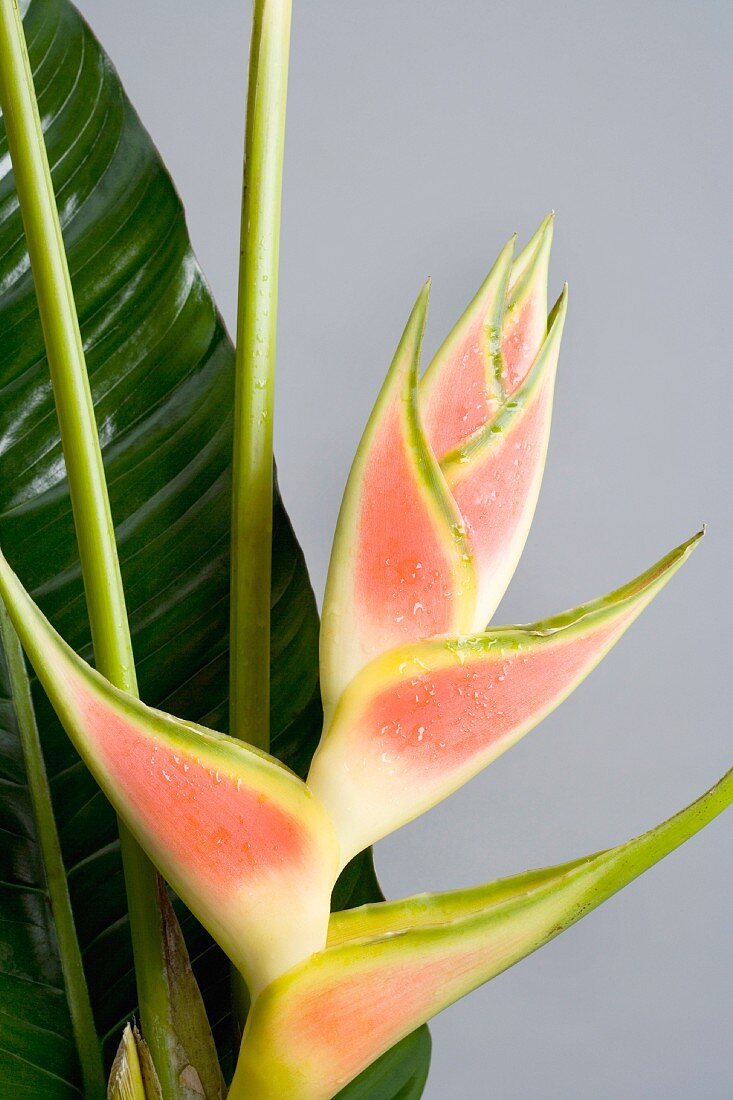 Heliconia (Nahaufnahme)