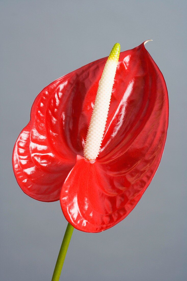 Red Anthurium (Anthurium Andreanum)