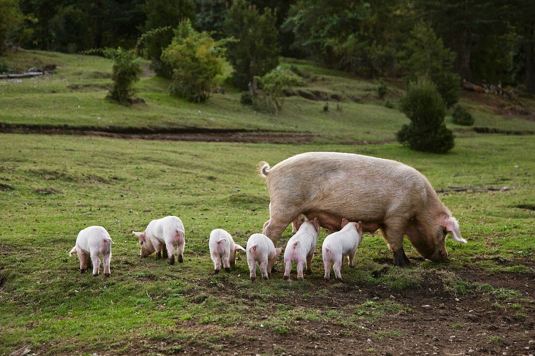 A pig with piglets in a field