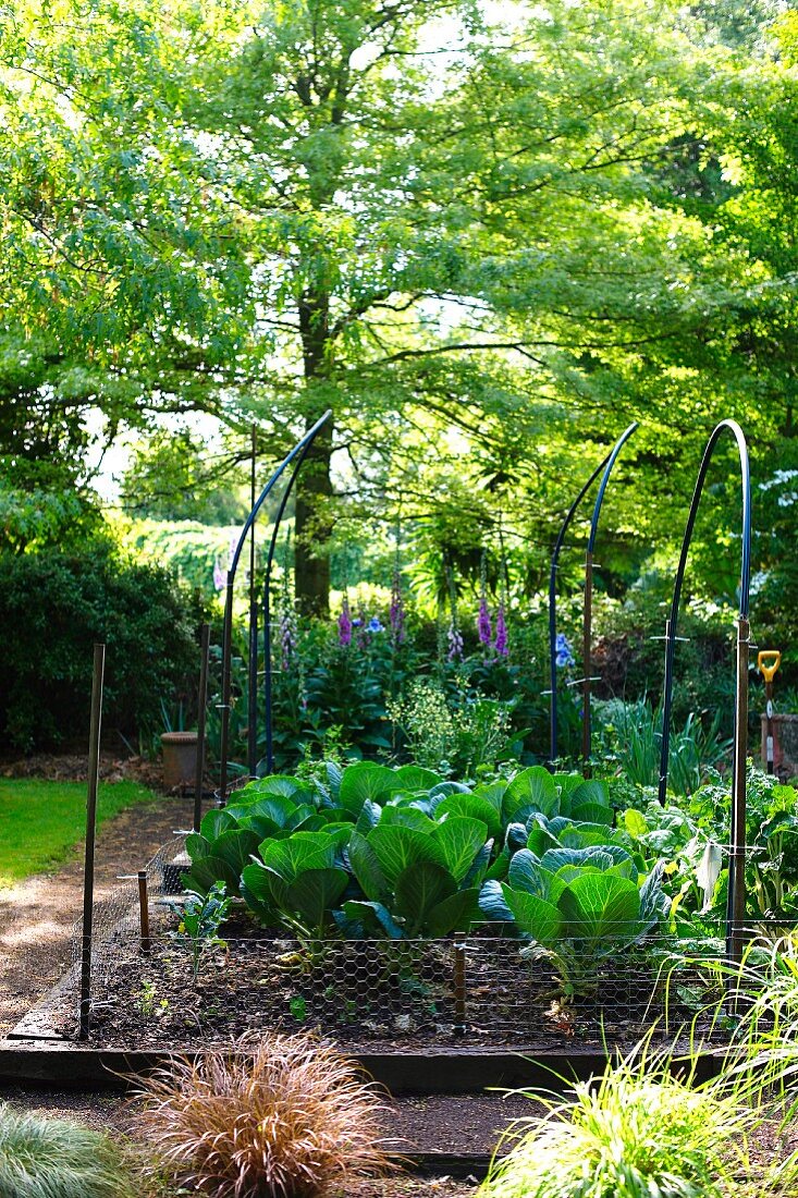 Vegetable beds with metal trellises in garden