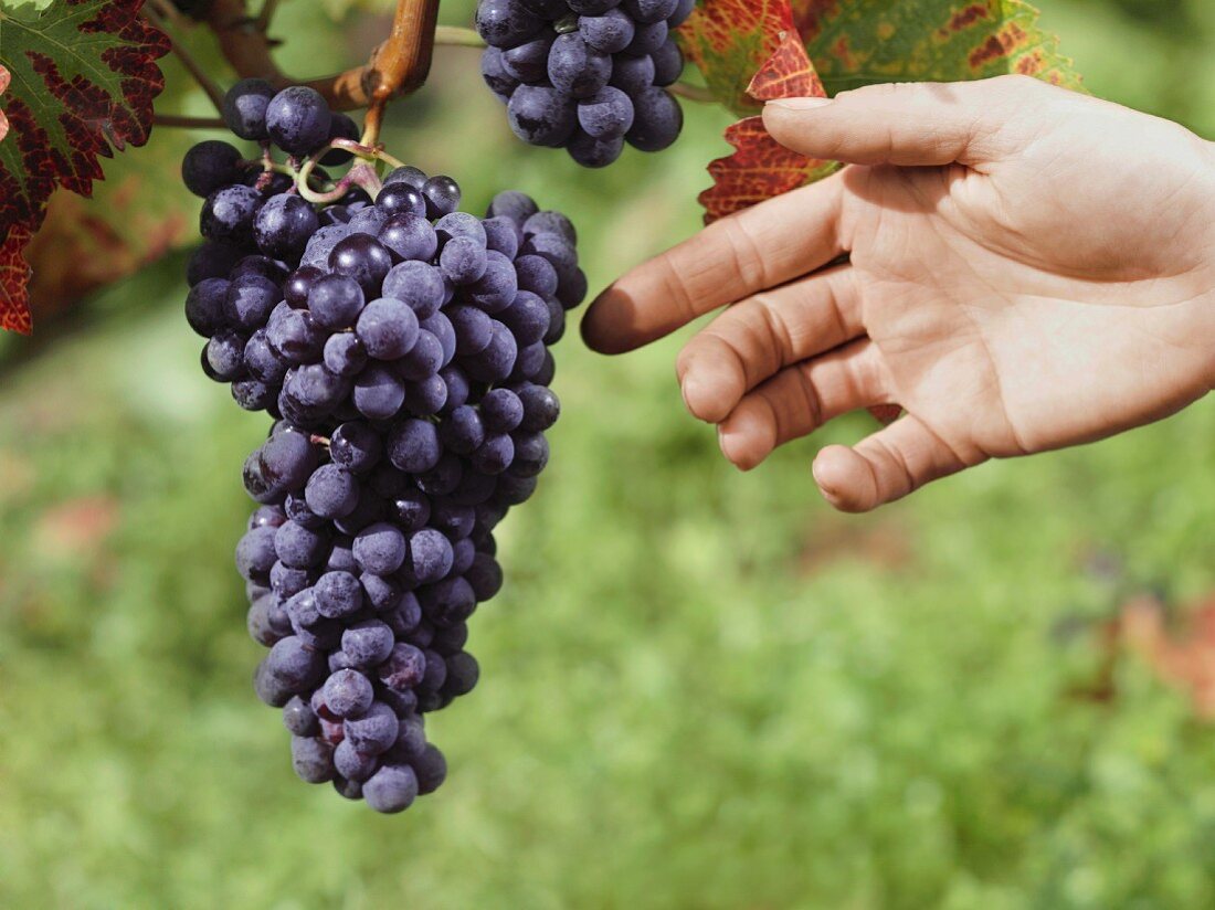 A hand reaching for grapes growing on a vine