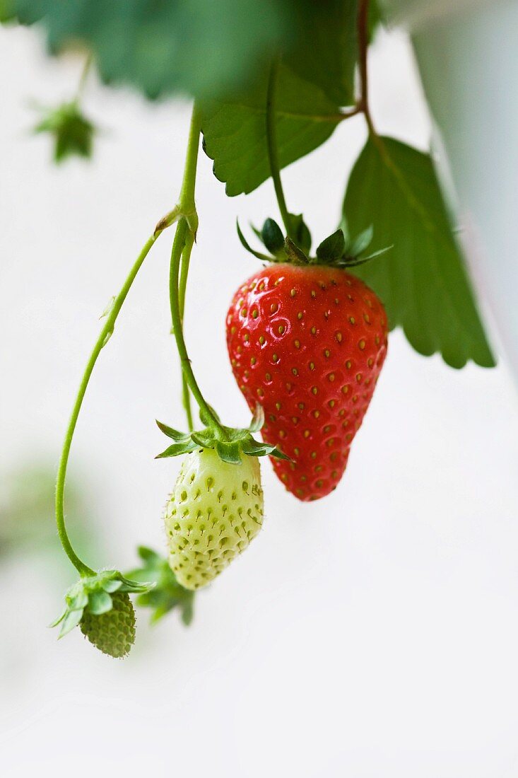 Ripe and unripe strawberries on a plant