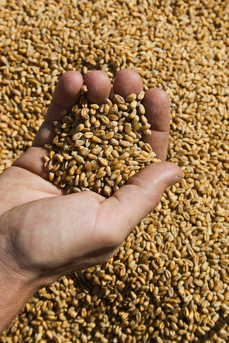 A hand holding grains of wheat