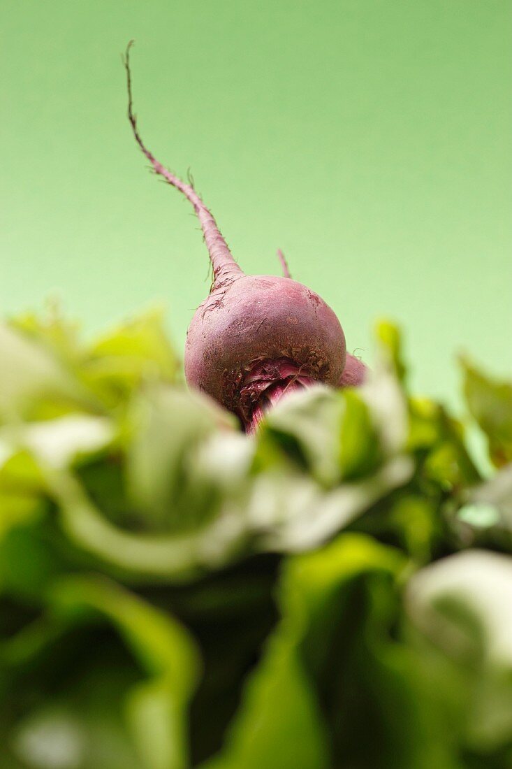 Eine Knolle rote Beete ragt aus Blättern hervor