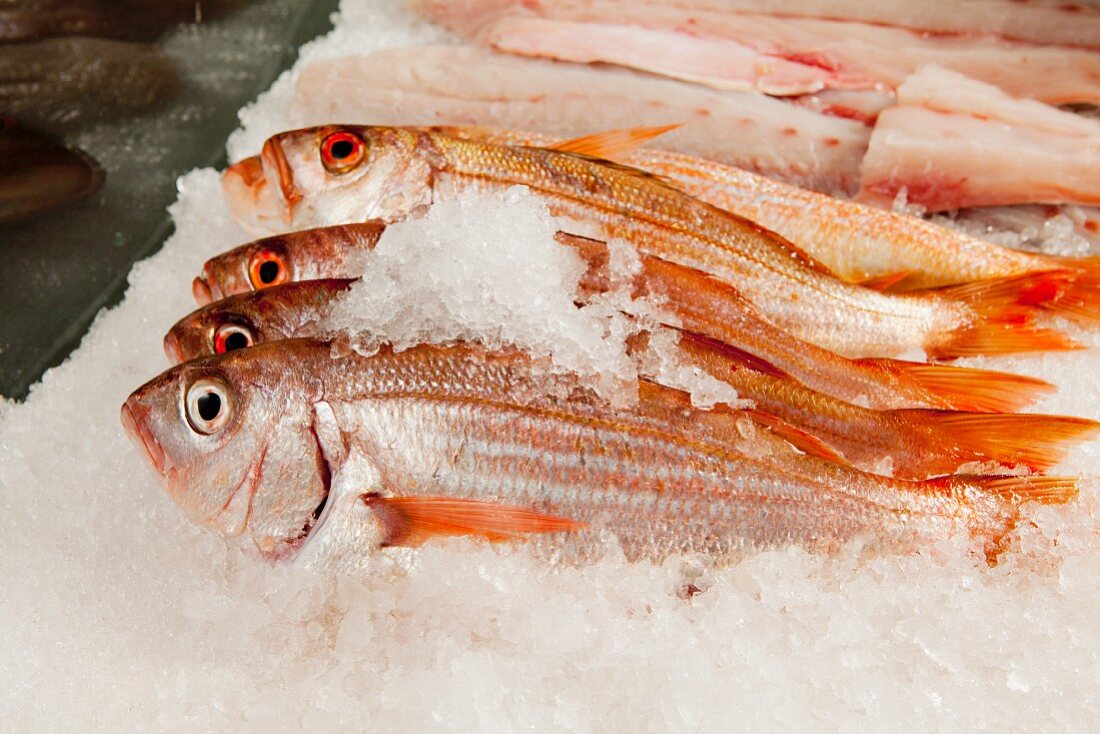 Fresh red mullet on ice