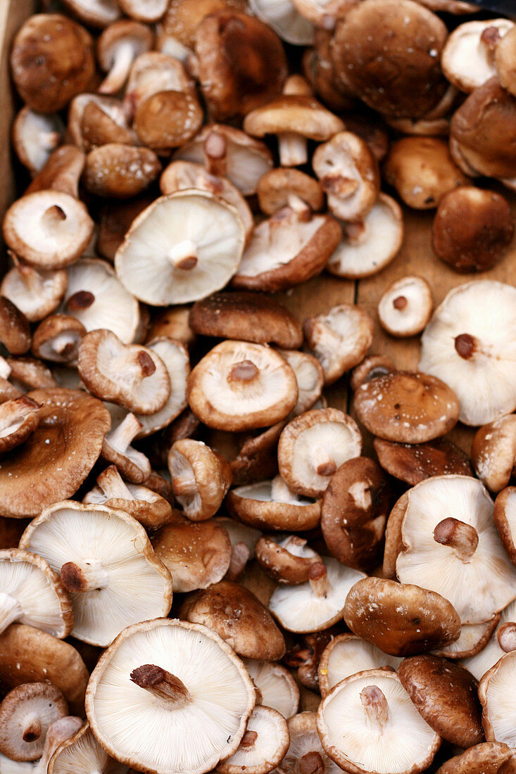 Fresh shiitake mushrooms on a wooden table