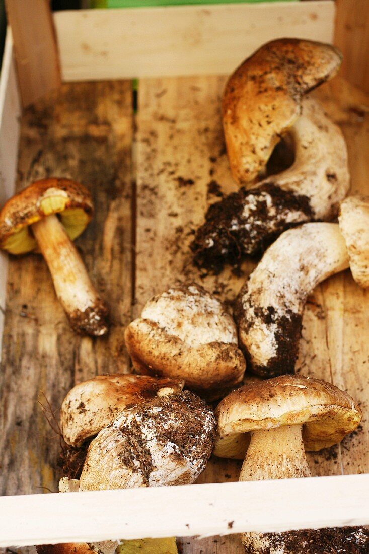 Fresh porcini mushrooms in a crate