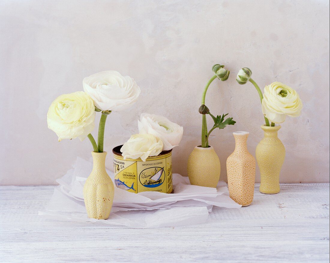 White ranunculus in cream vases