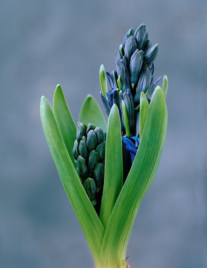 Blaue Hyazinthe (Nahaufnahme)