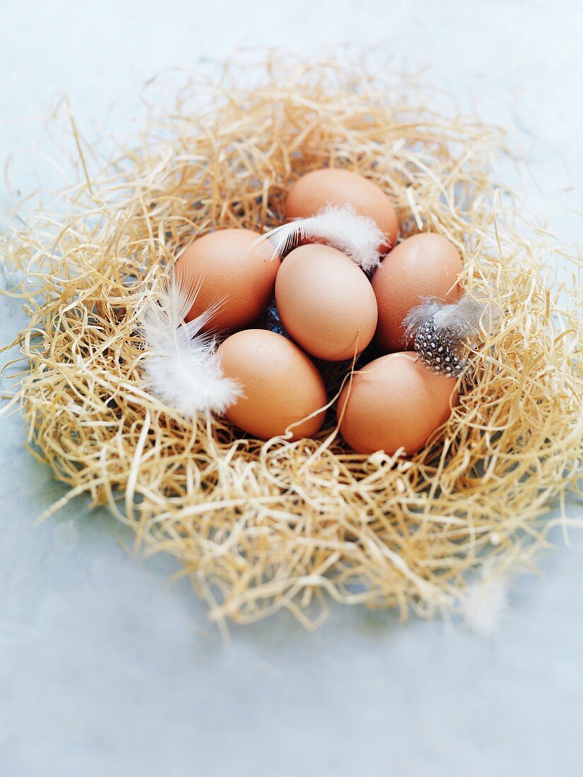 Brown chicken eggs in a nest
