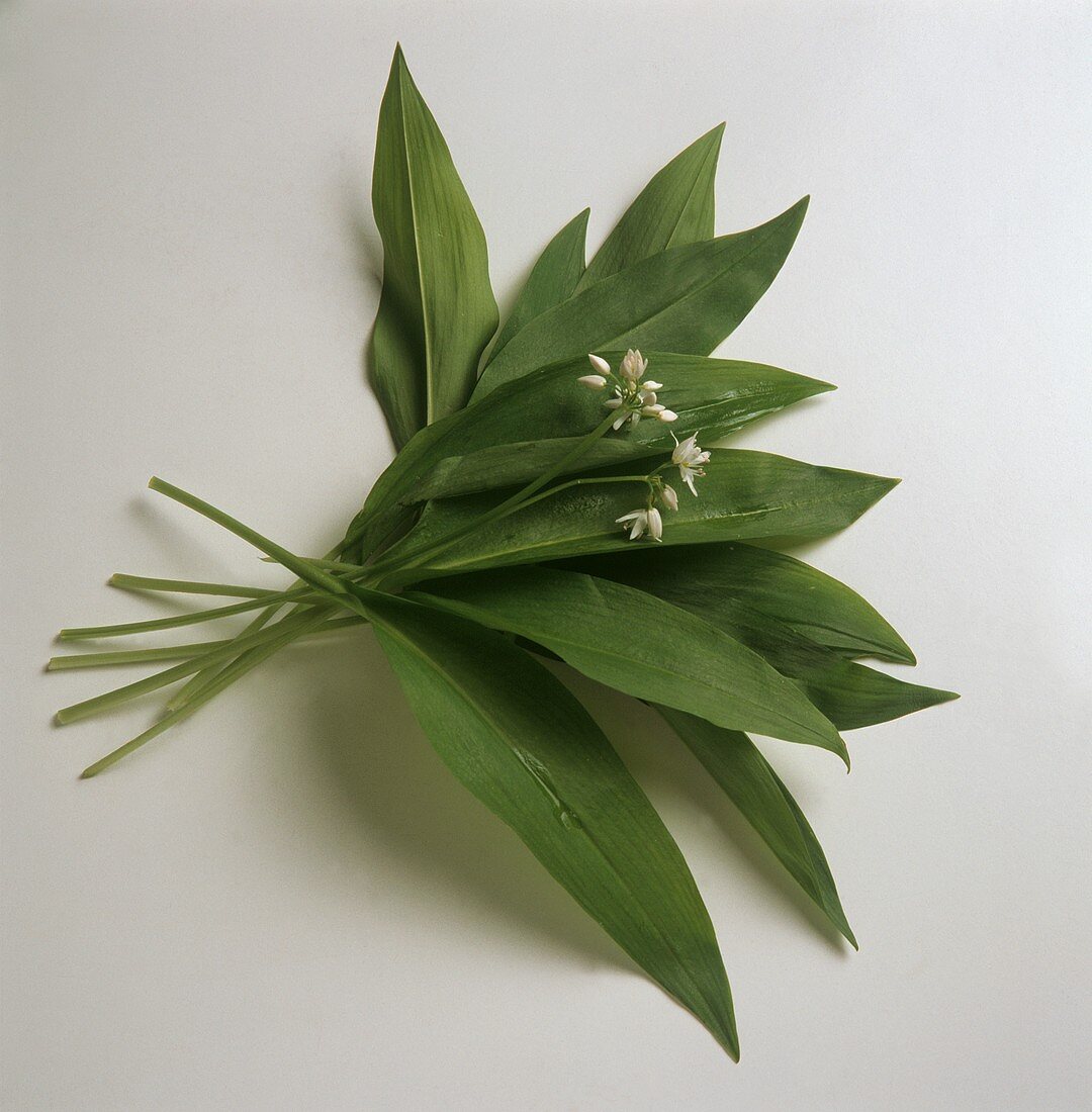 Bunch of flowering ramsons (wild garlic)