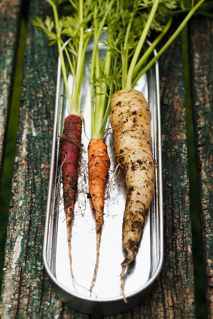 Three different carrots on a metal dish