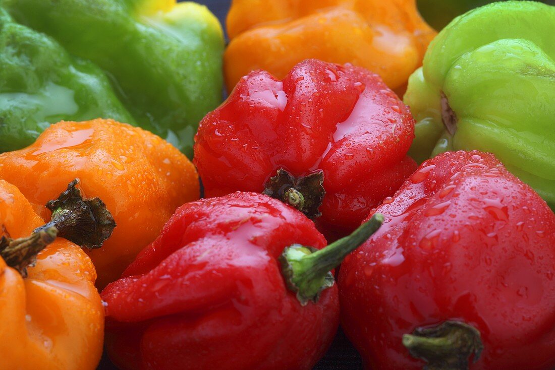 Bunte Chilischoten der Sorte Scotch Bonnet