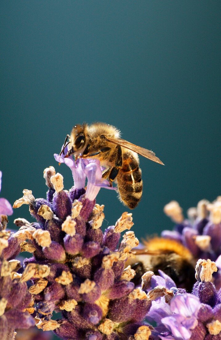 A bee on a lavender flower