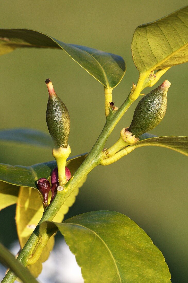 Buds on a lemon tree