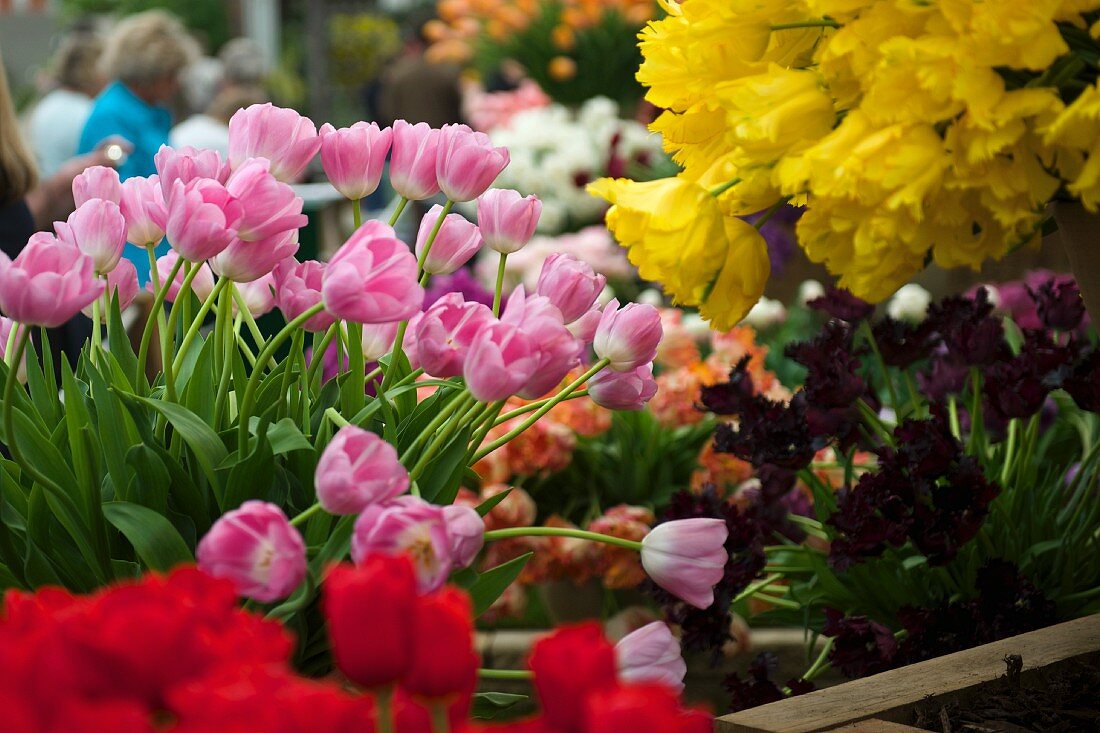 Various tulips