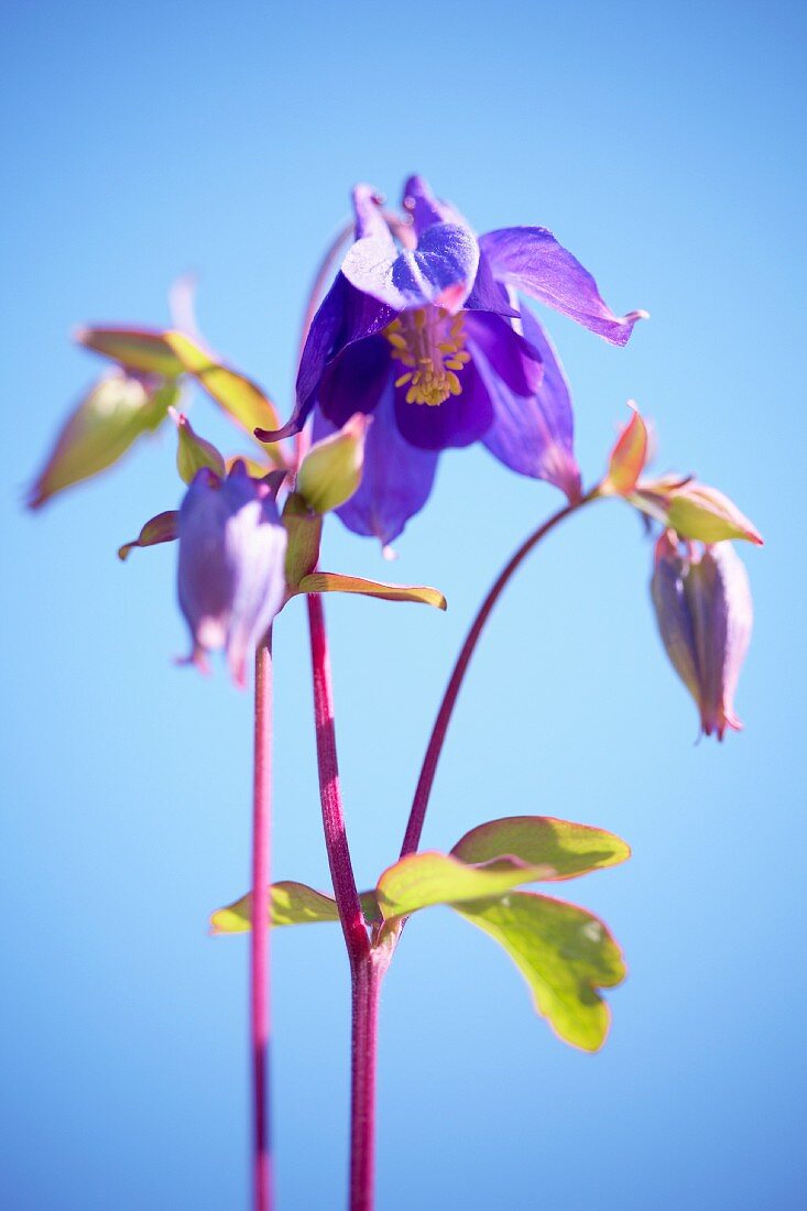 Akeleien (Aquilegia)