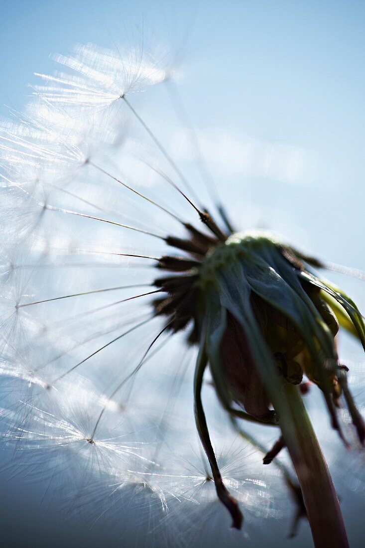 Gewöhnlicher Löwenzahn (Taraxacum officinale)