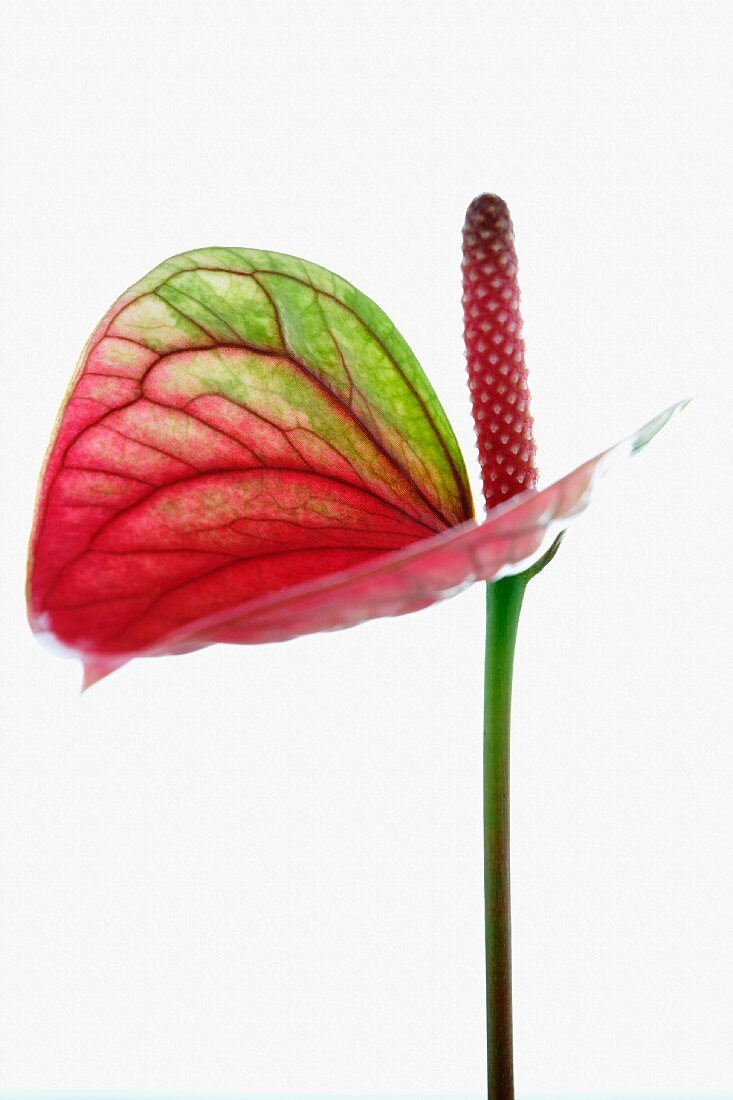 A flamingo flower (anthurium)