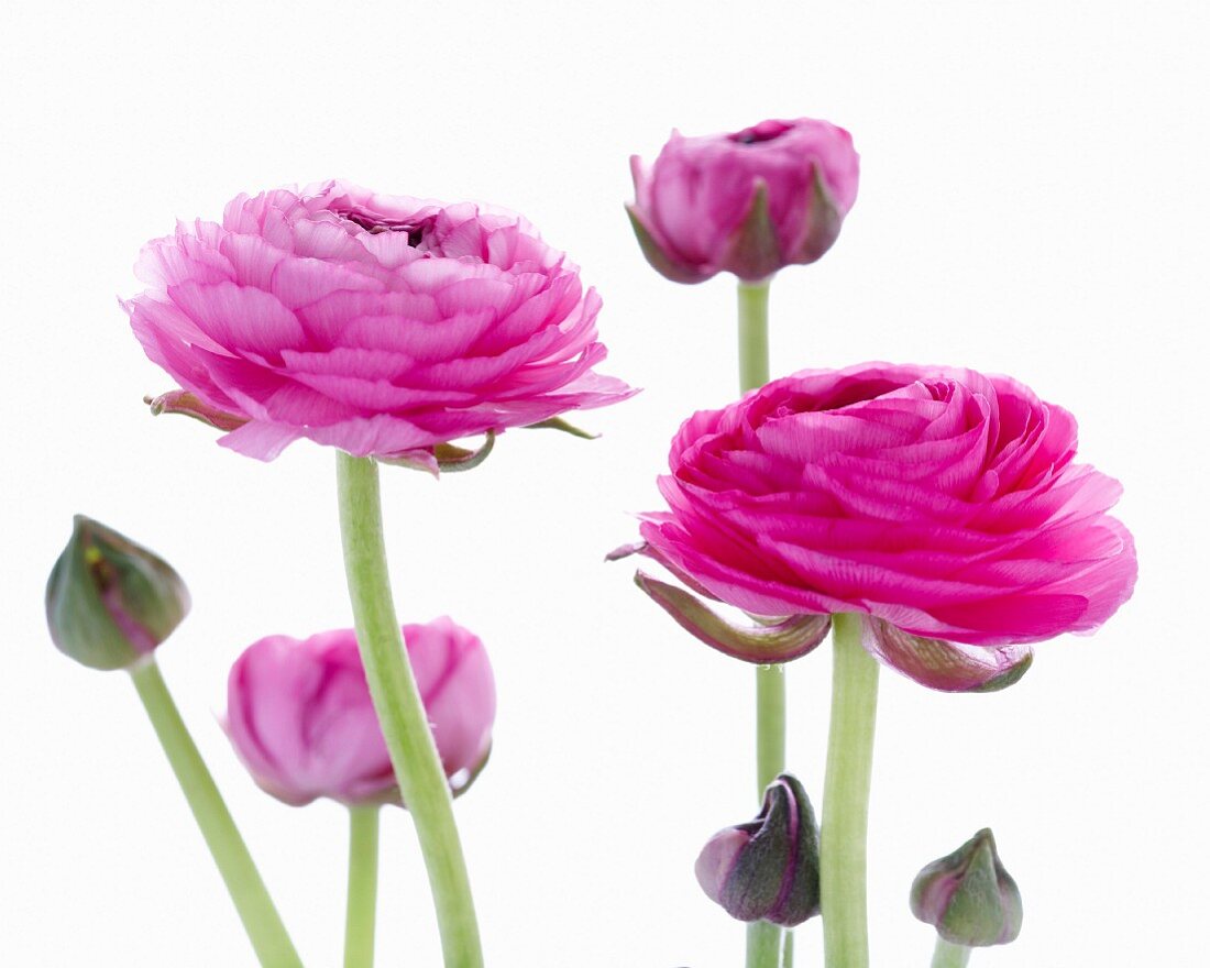 Pink ranunculus