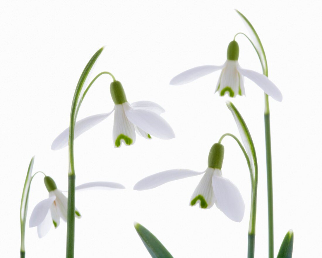 Schneeglöckchen (Galanthus nivalis)