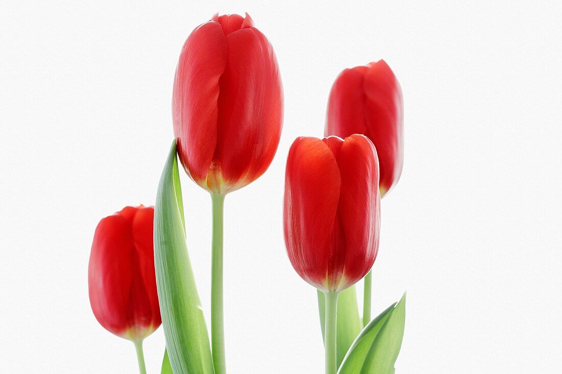 Four red tulips in front of a white background