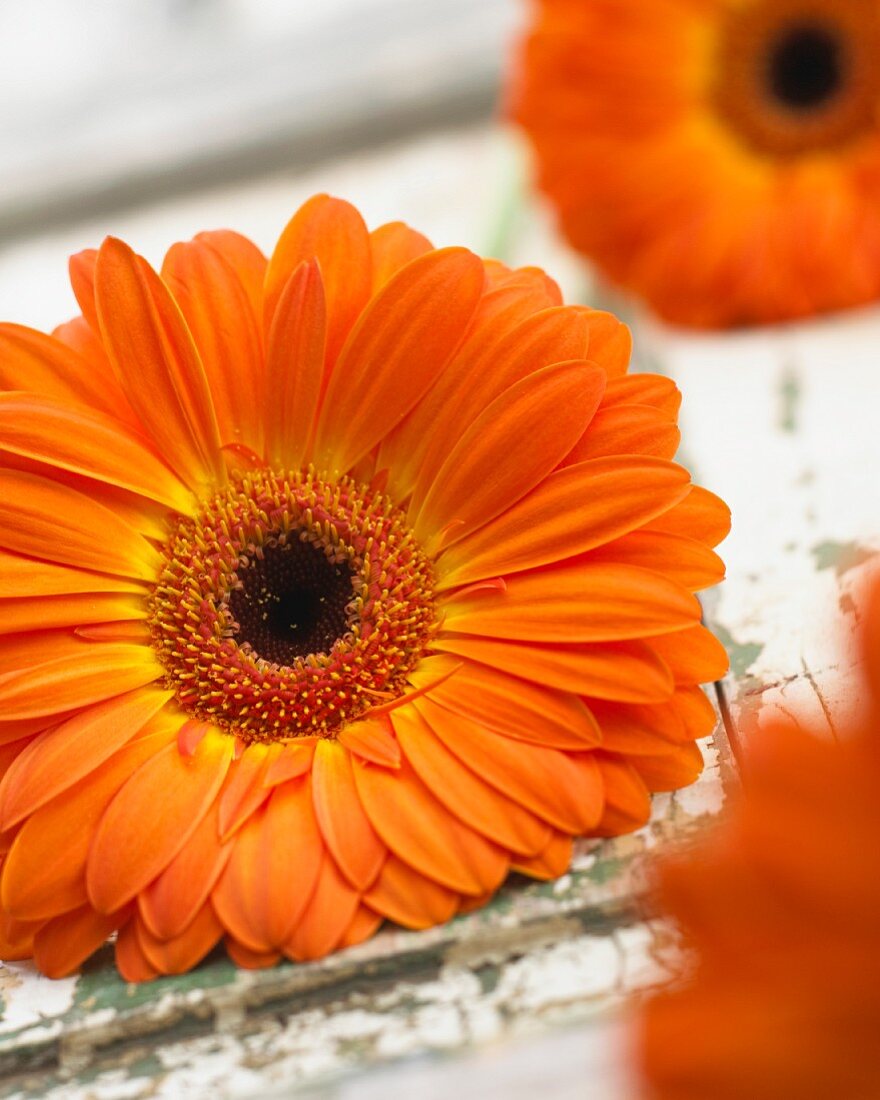 Orange gerbera 'Gerbera Isola'