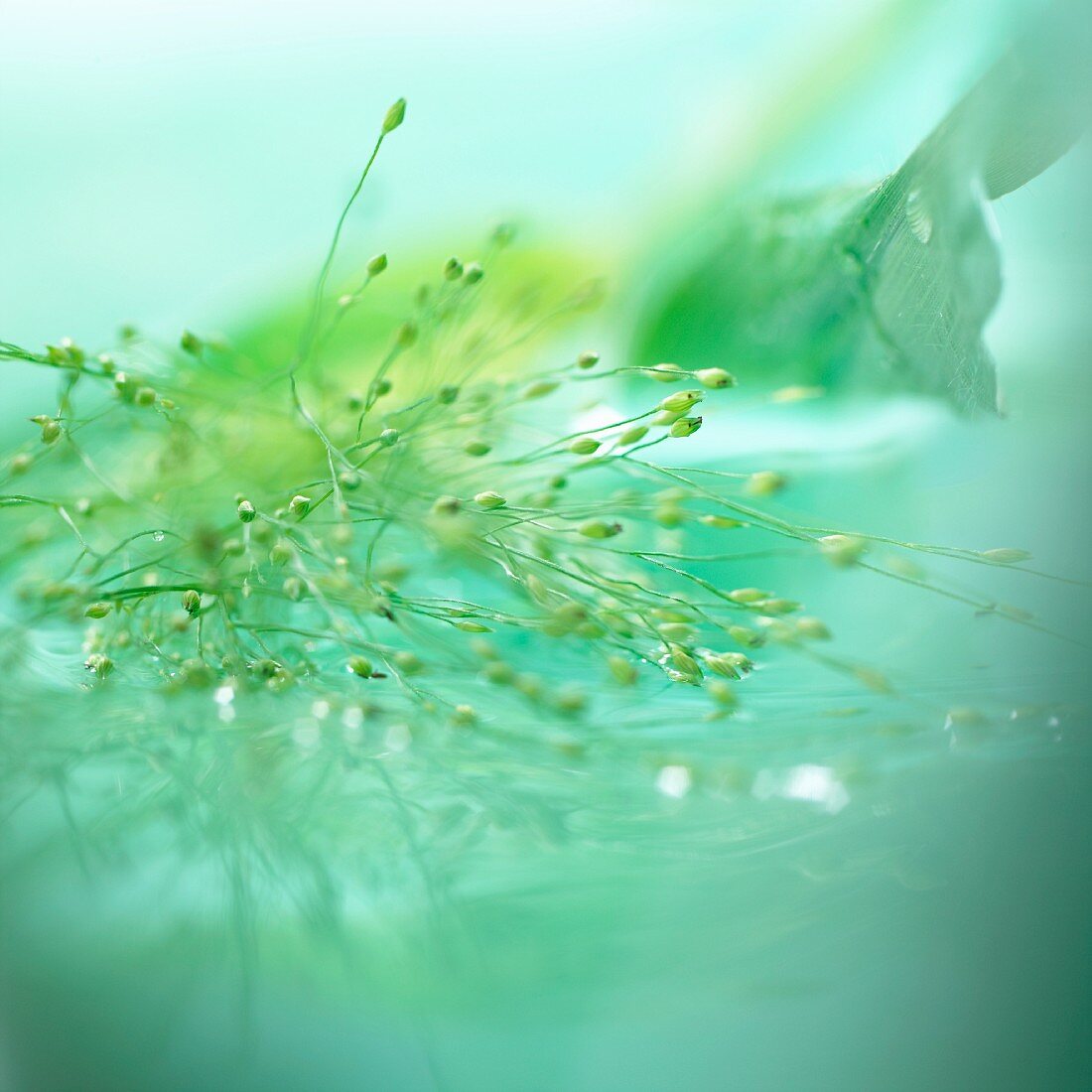 Ziergras (Panicum virgatum fountain)