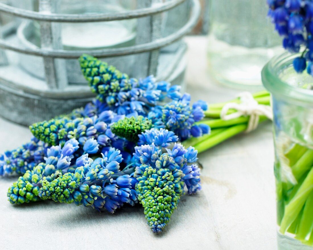 Blue hyacinth flowers (Muscari Artist)