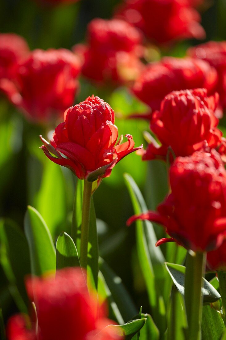 Tulip bed with red tulips (Tulipa Holland Baby)