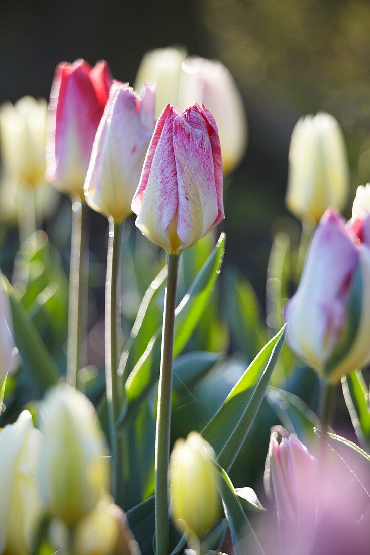 Two tone tulips (Tulipa Flaming Purissima)