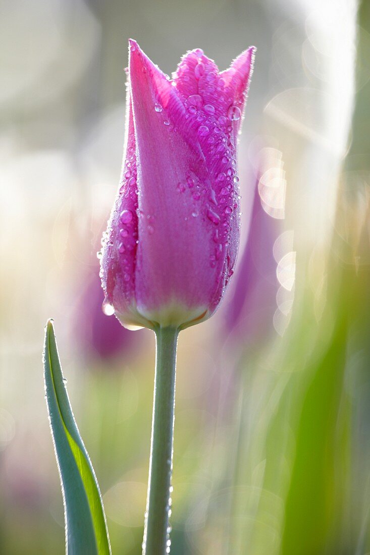 Lilac tulip with dewdrops