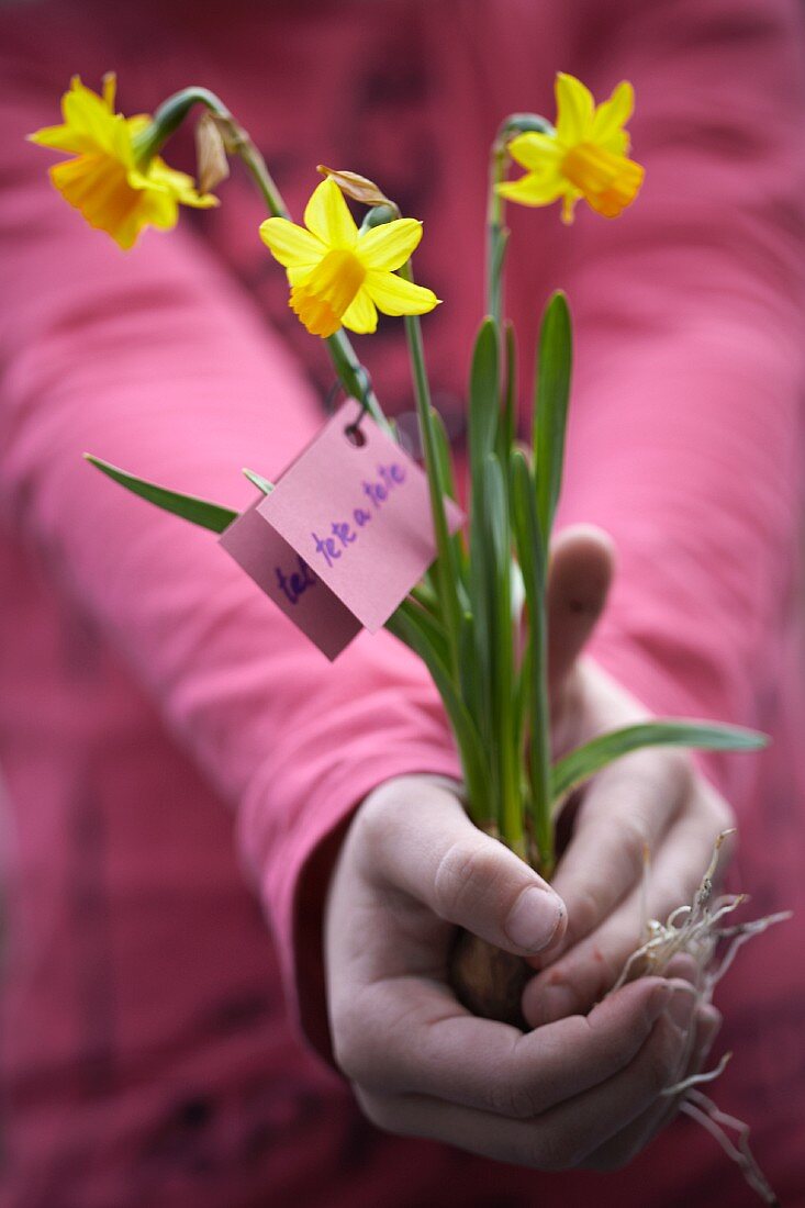 Lady holding narcissus in her hands