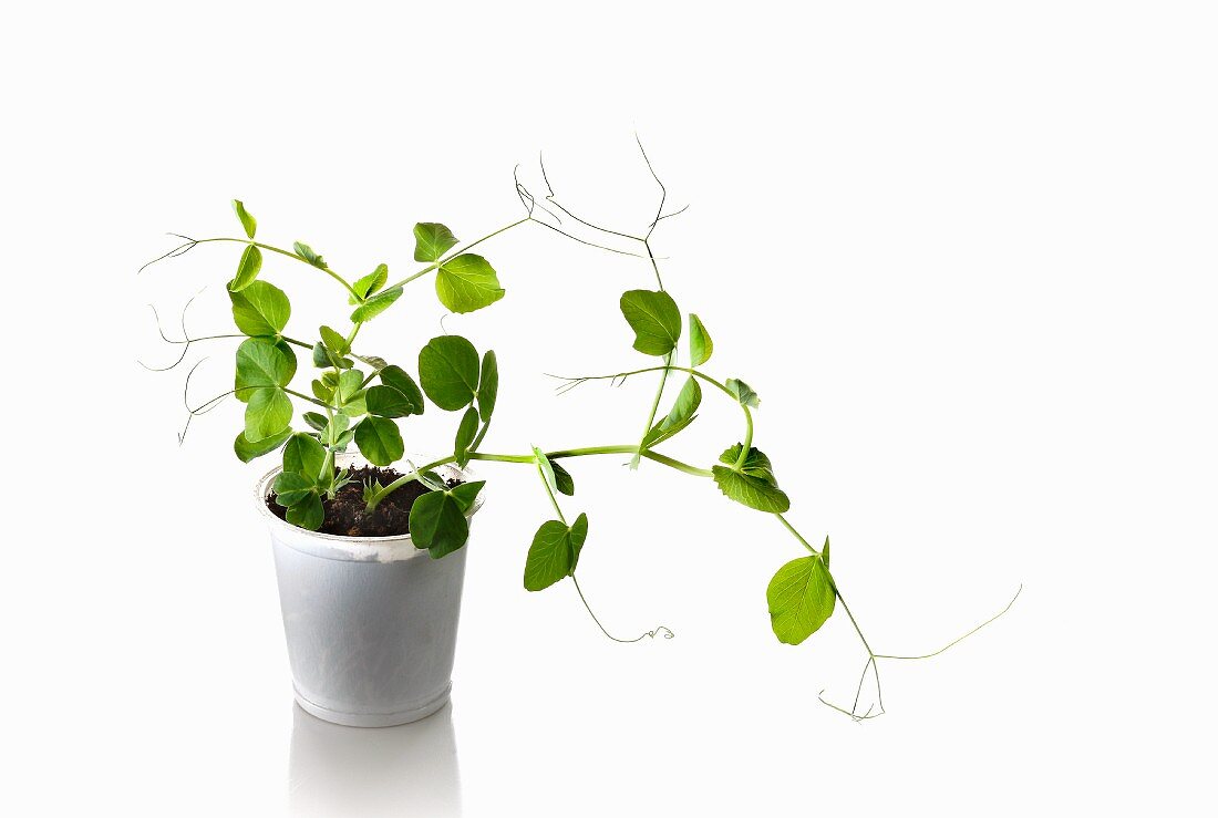 A pea plant growing in a flowerpot
