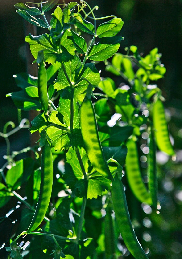 A pea plant in sunlight