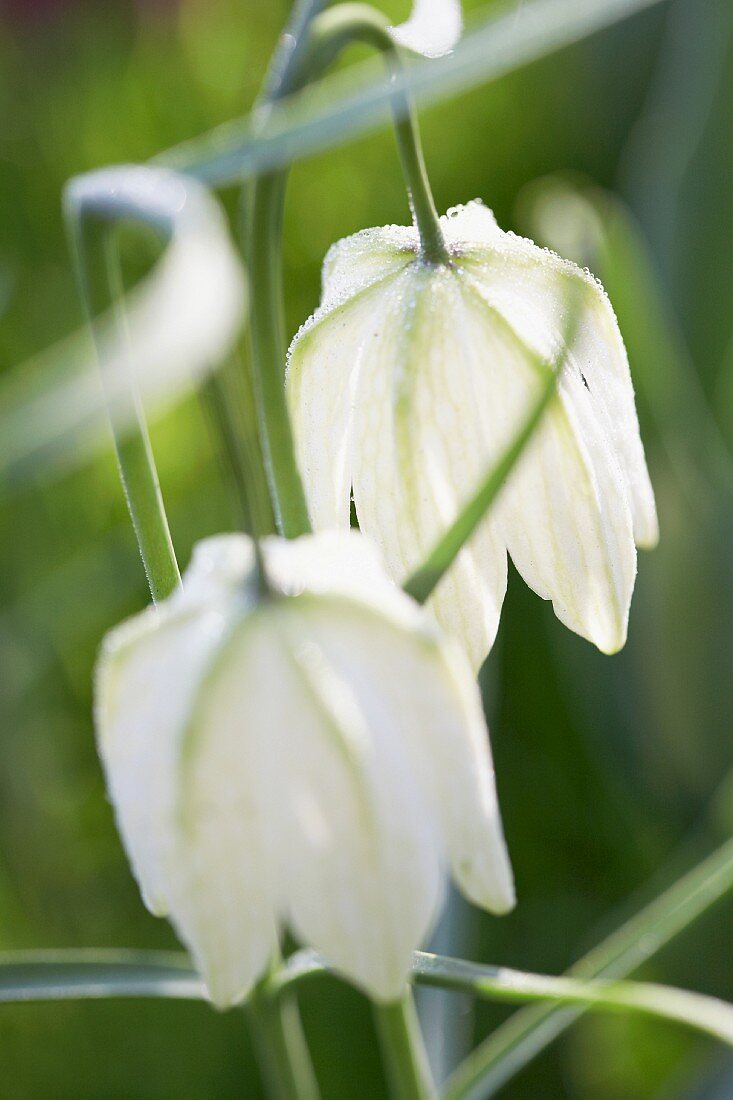 White snake's head flowers (fritillaria meleagris)