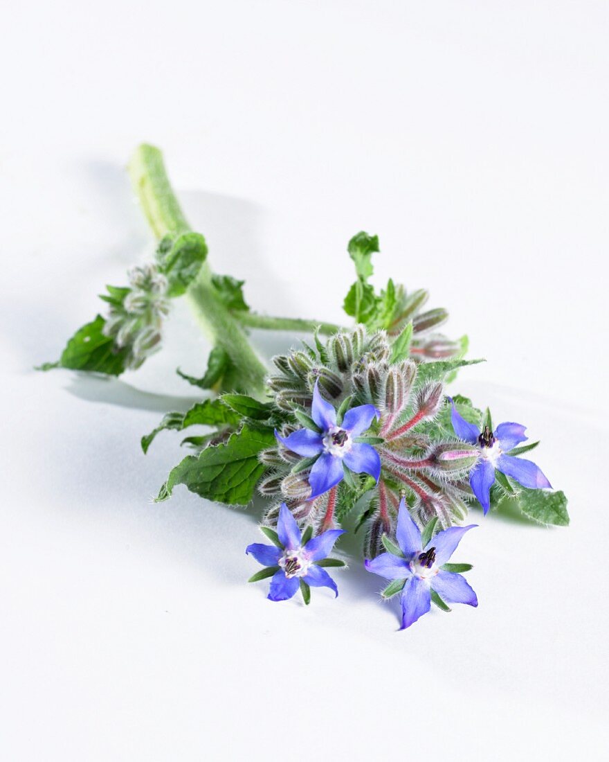 Borretsch mit Blüten (Borago Officinalis)