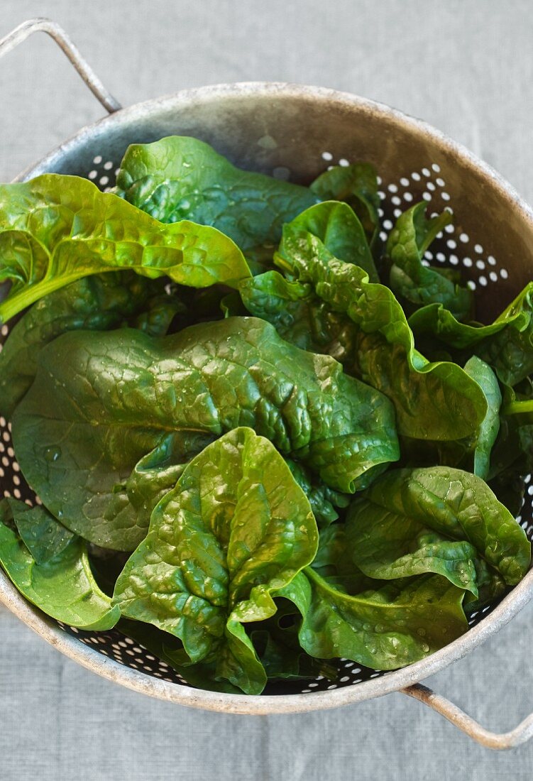 Fresh Spinach from a Maine Garden in a Colander; From Above