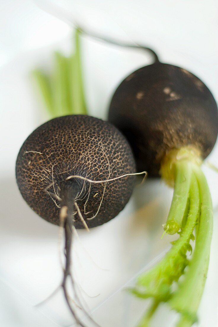 Maine Grown Black Radishes