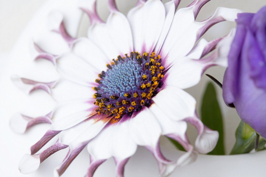 A blue daisy in a round vase