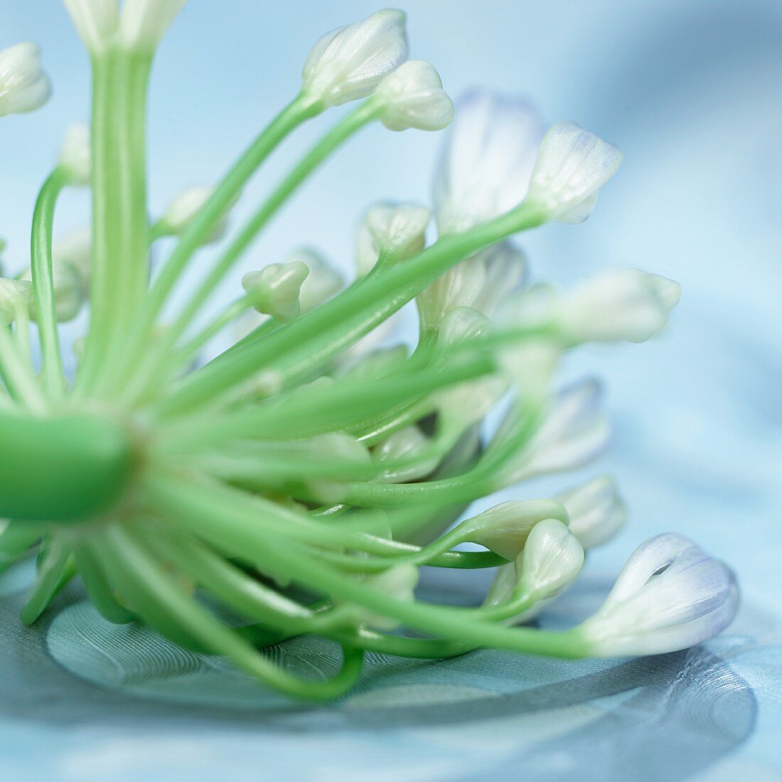 Blüte der Schmucklilie (Agapanthus)