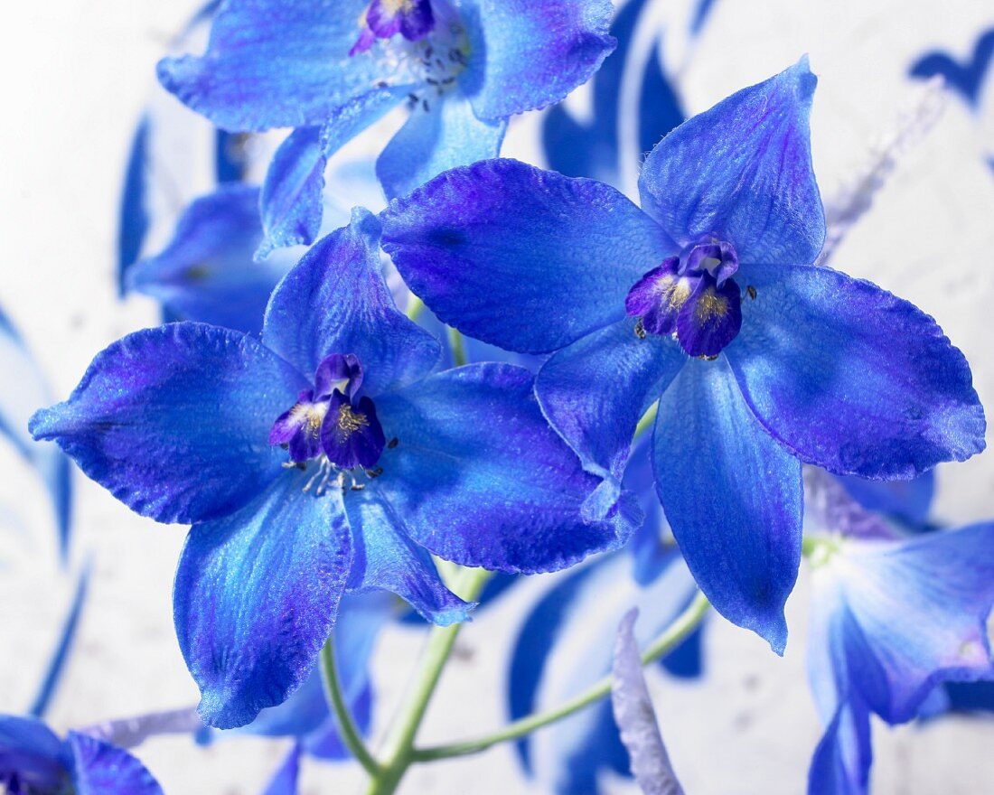 Blue delphiniums 'Peace'