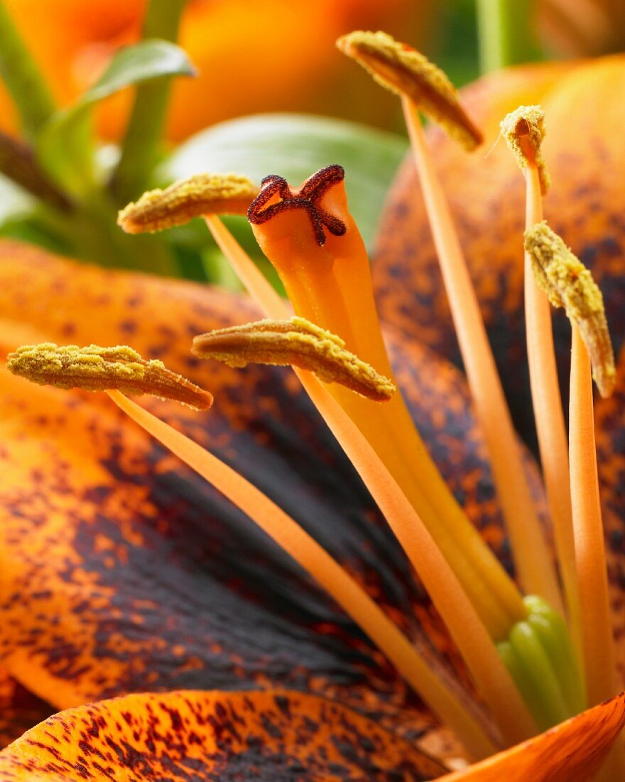 Calyx of lily with stigma and stamens