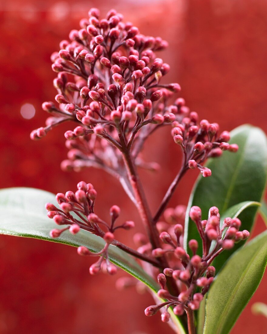 Blütenstand der Skimmia japonica