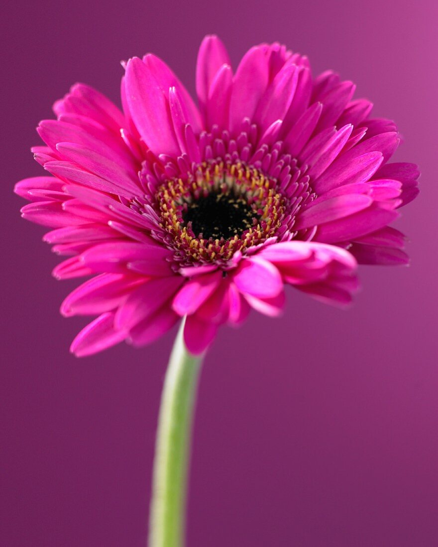 Single pink gerbera