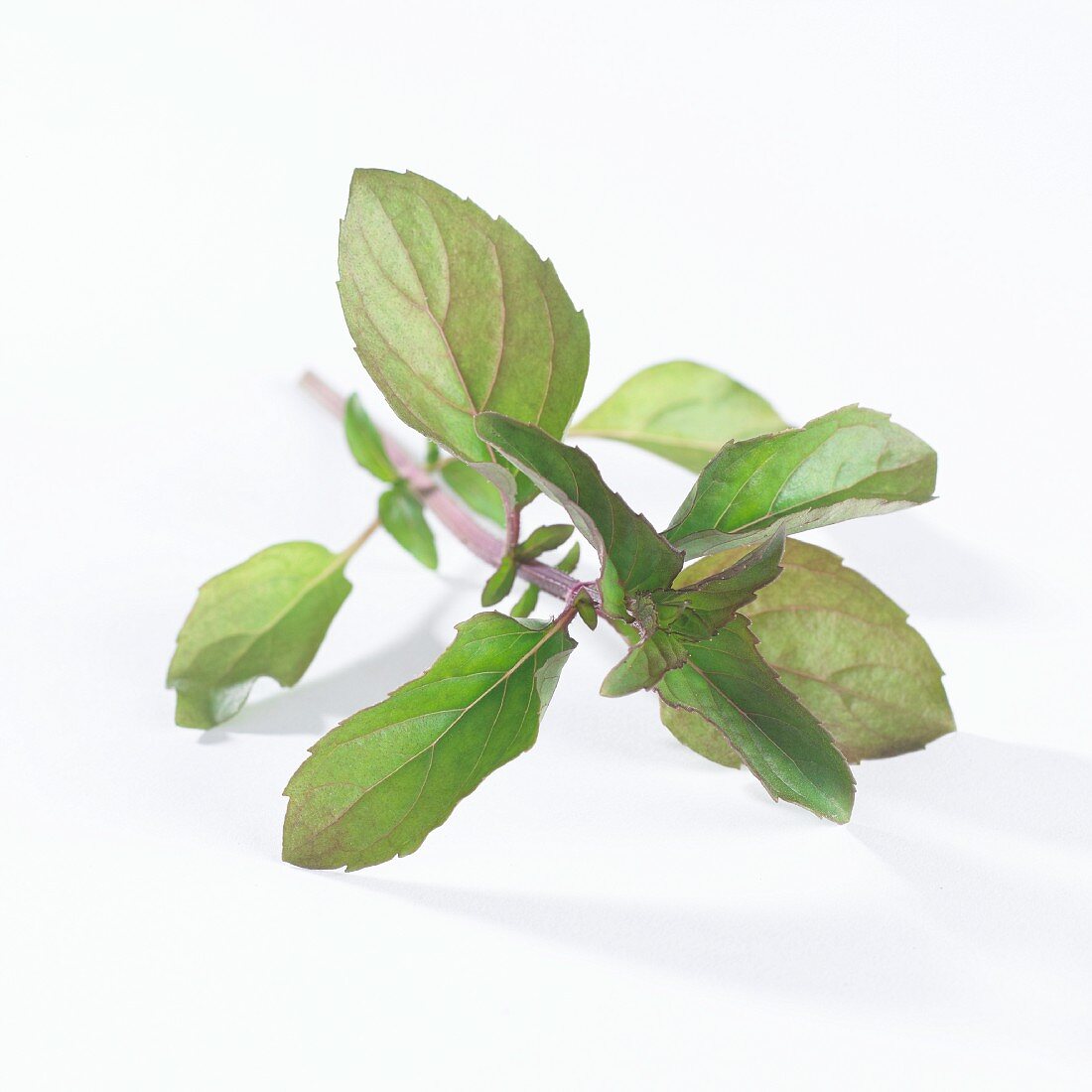 A sprig of mint (Mentha X Piperiata Var. Citrata)