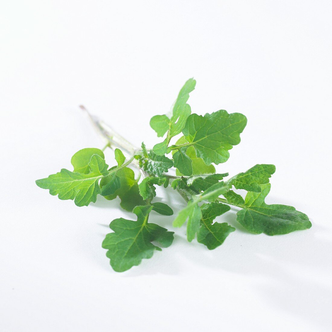 White mustard leaves (sinapis alba)