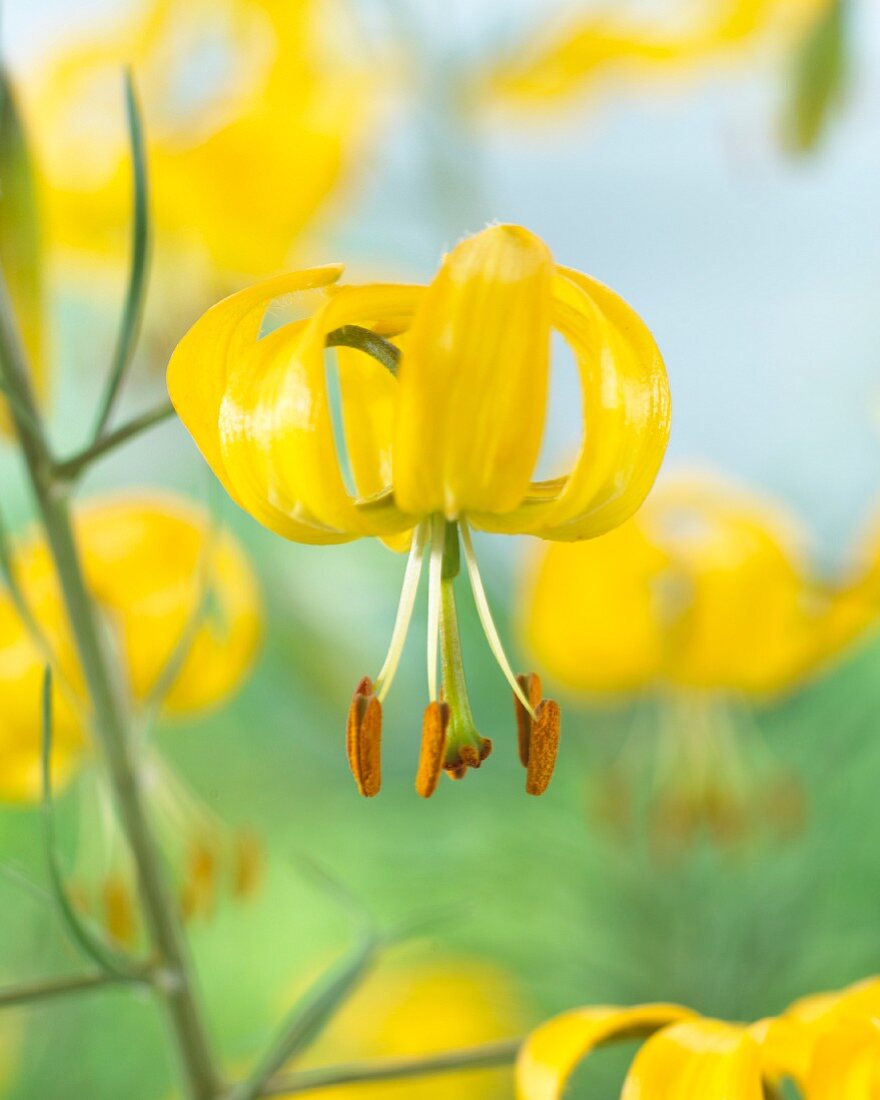 Yellow lilies (Lilium Yellow Bunting)