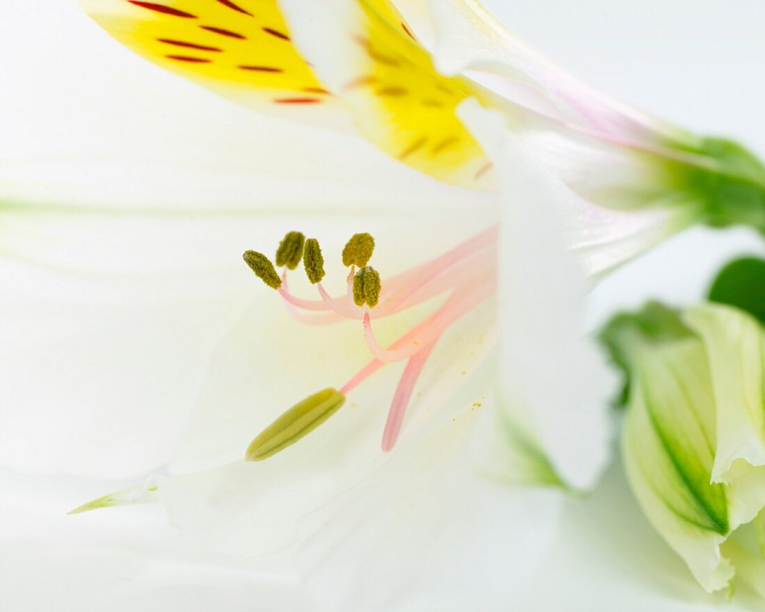 Lily of the Incas (alstroemeria)